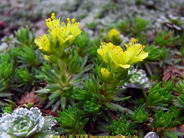 Saxifraga stormonthii  'Stella' 