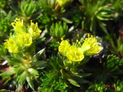 Saxifraga stormonthii  'Stella' 