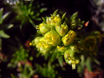 Saxifraga stormonthii  'Stella' 