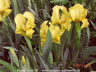 Niedrige Bart-Iris