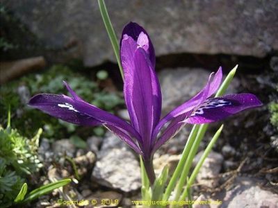 Bergsteppeniris