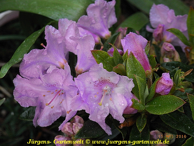 Schönbedeckende Rhododendron  