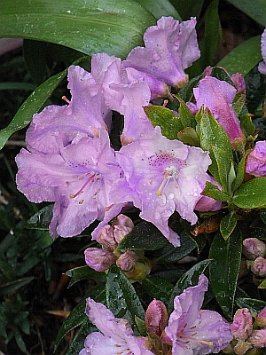 Schönbedeckende Rhododendron  