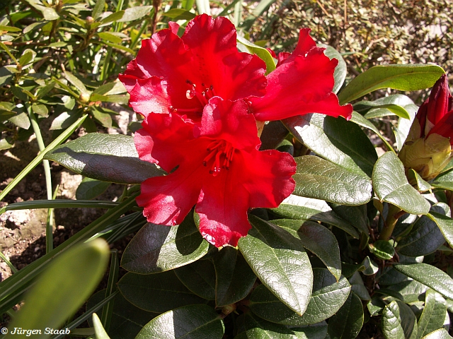 Zwergrhododendron