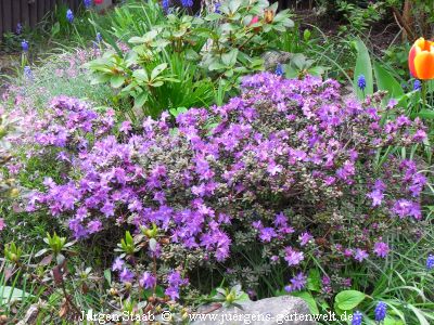 Veilchenblauer Zwergrhododendron
