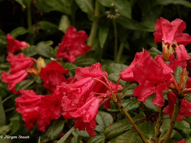 Roter Zwergrhododendron