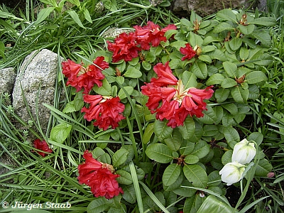 Roter Zwergrhododendron