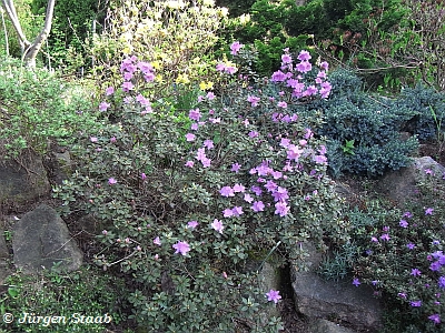 Chinesischer Zwergrhododendron