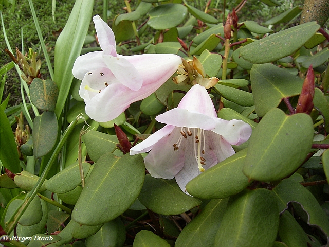 Zwergrhododendron