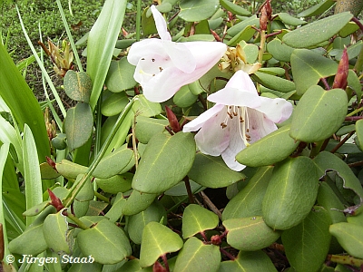 Zwergrhododendron