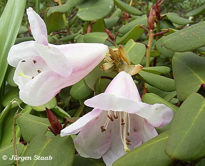 Zwergrhododendron