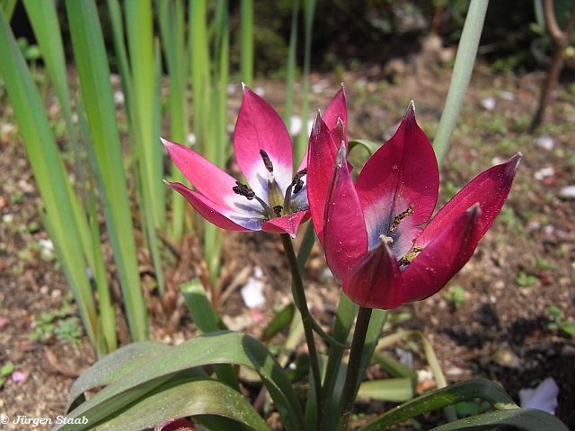 Mesopotamische Zwergtulpe