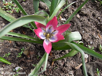 Mesopotamische Zwergtulpe