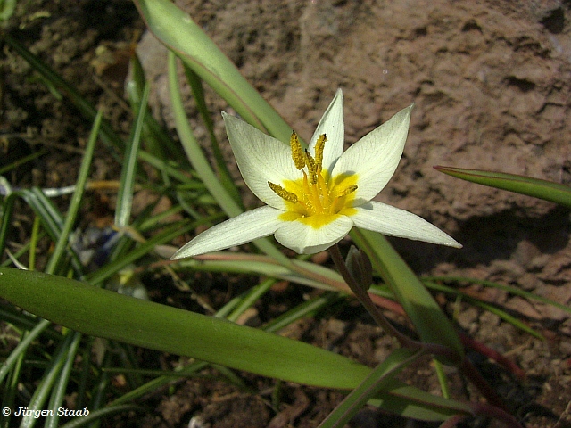 Turkestanische Tulpe