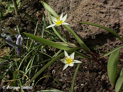 Turkestanische Tulpe