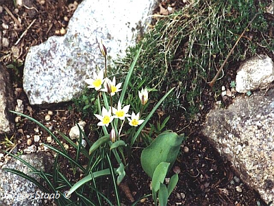 Turkestanische Tulpe