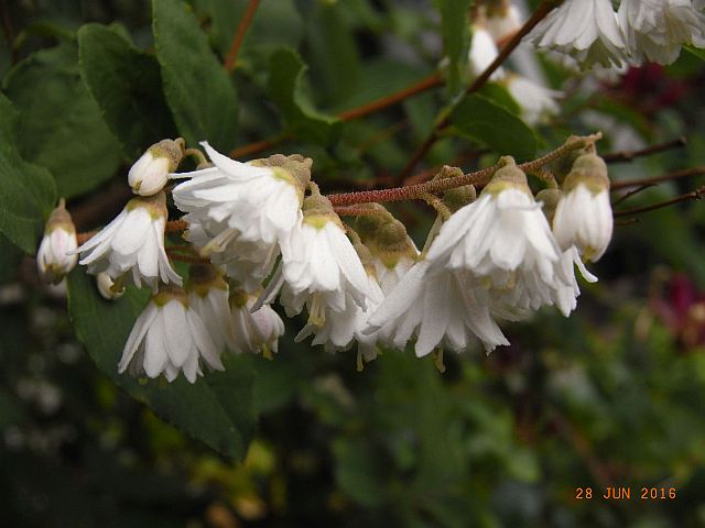 Hoher Maiblumenstrauch