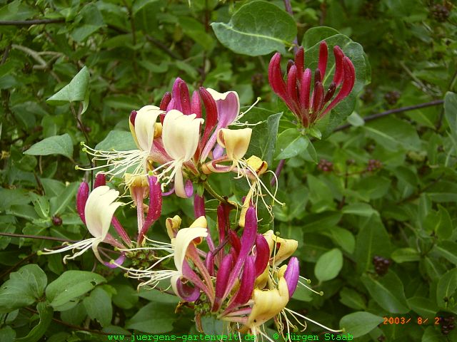 Gartengeißblatt