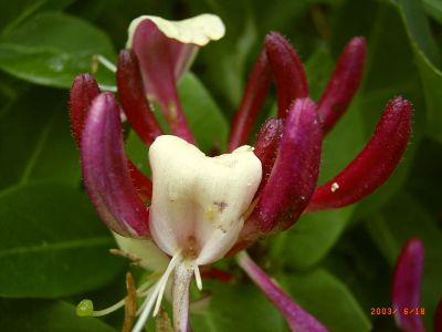 Gartengeißblatt