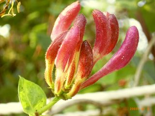 Gartengeißblatt