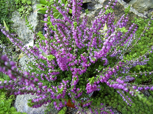 Besenheide