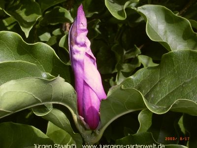 Purpur-Magnolie