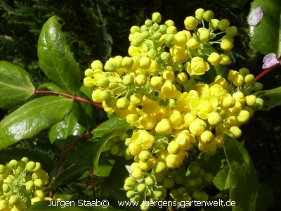 Stechdornblättrige Mahonie