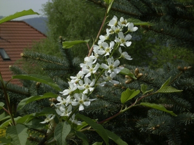 Berg-Scheineller 