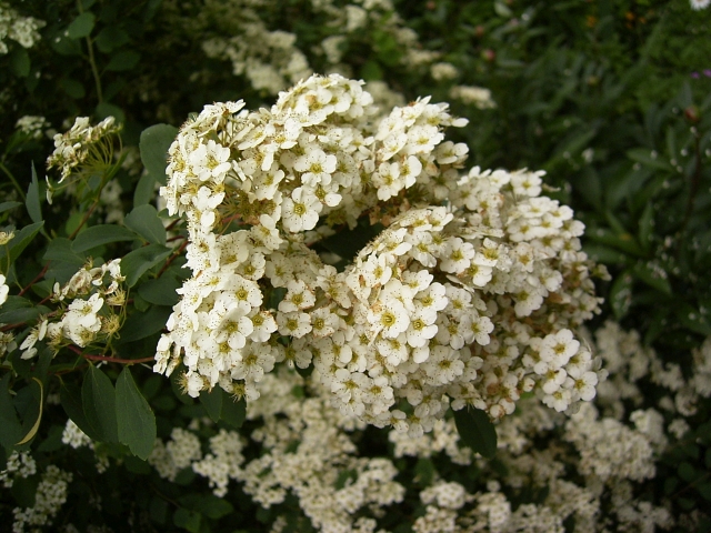 Japanische Strauchspiere 