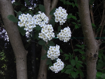 Japanische Strauchspiere 